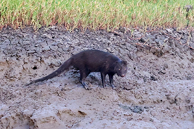 Swamp Mongoose